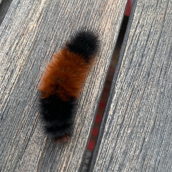 Meet Your Posher, Keeley - Picture 2 of 8